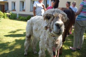 Fundacja Alpaki na Kaszubach